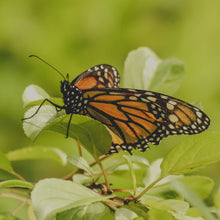 Load image into Gallery viewer, Monarch Butterfly. This photo was taken in the summer of 2023 and I&#39;ve used it as the basis for the butterfly coffee mug.
