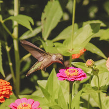 Load image into Gallery viewer, Ruby Throated Hummingbird drinking from a Zinnia
